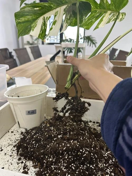Changing the soil in the flower pot