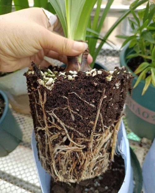 Check the Plant's Roots Regularly