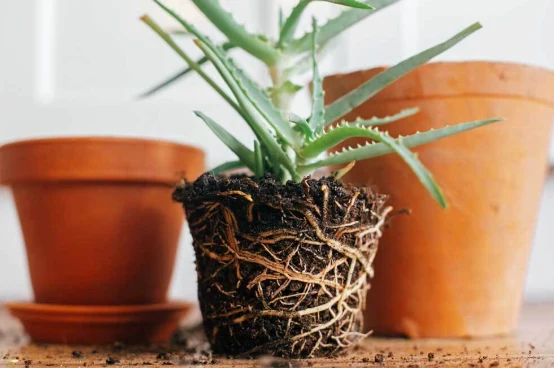 Effects of round plant pots on root systems