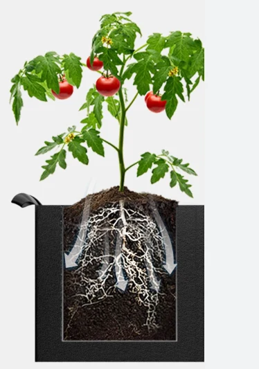 Effects of square plant pots on root systems