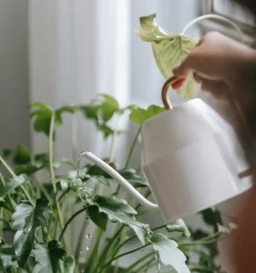 Can You Plant In Ceramic Pots Without Drainage Holes