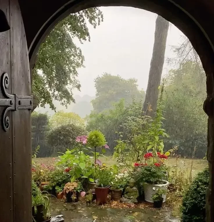 rainy garden