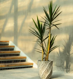 5 Things to Know When Choosing Outdoor Plant Pots