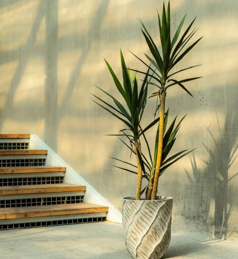 5 Things to Know When Choosing Outdoor Plant Pots